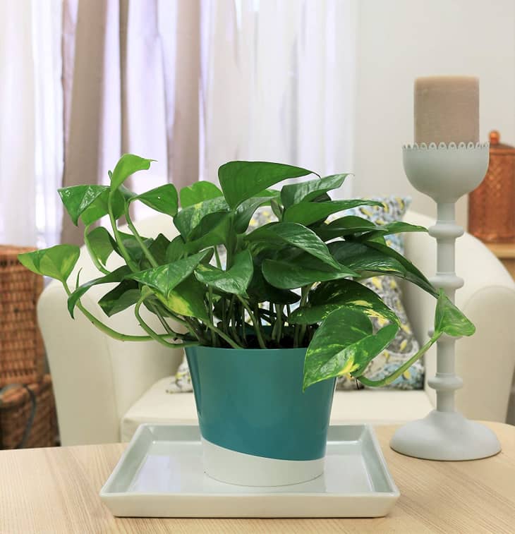 pothos-plant-care-how-to-grow-maintain-pothos-plants-apartment