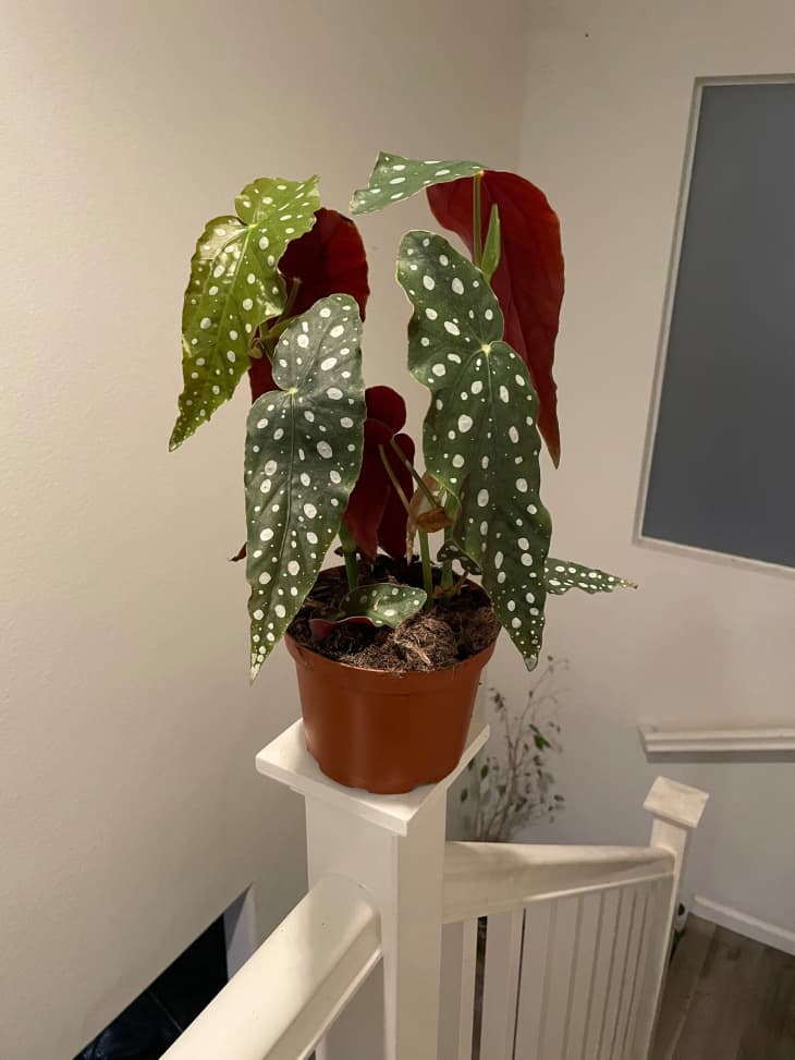 Begonia indoor clearance