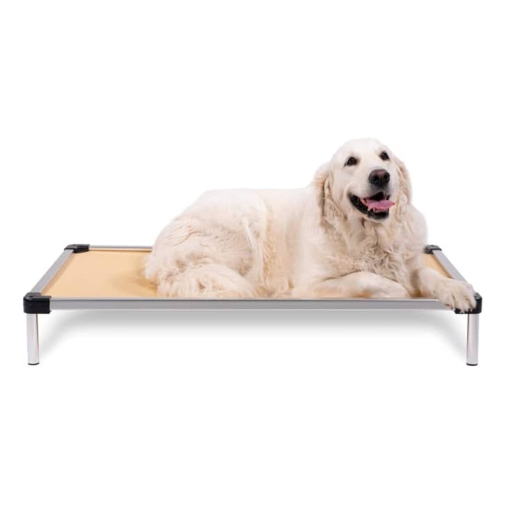 9 Best Elevated Dog Beds 2022 Chewproof, Cooling, Stylish Apartment