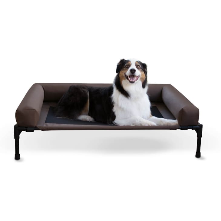 9 Best Elevated Dog Beds 2022 Chewproof, Cooling, Stylish Apartment