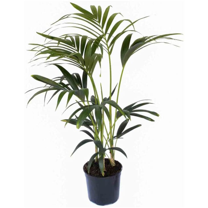 6 Best Houseplants For Bedrooms 2023: Snake Plant, Calathea, Zz Plant 