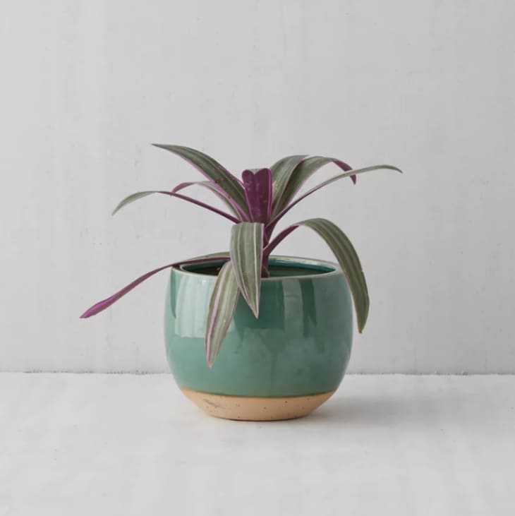 10 Cheap & Stylish Houseplant Pots 2022 Apartment Therapy