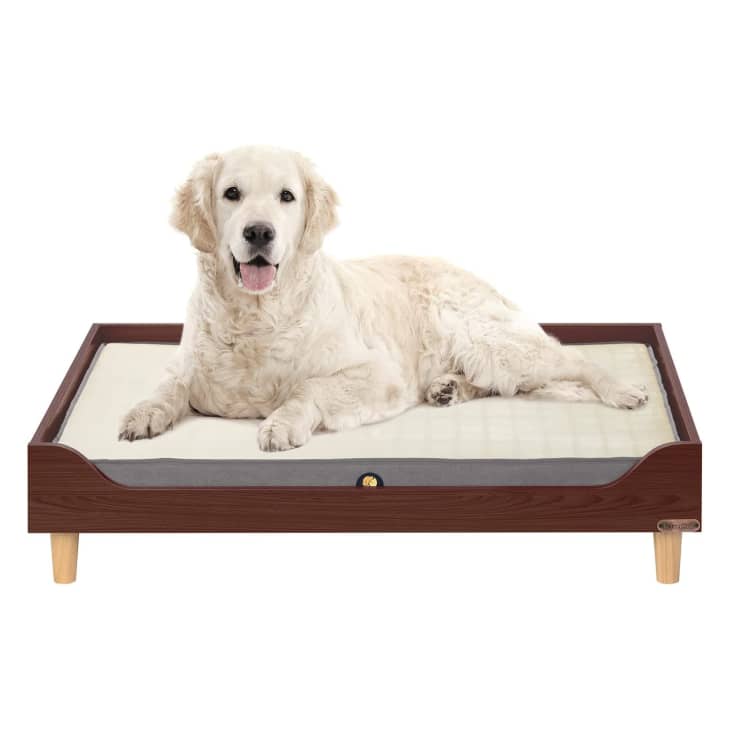 9 Best Elevated Dog Beds 2022 Chewproof, Cooling, Stylish Apartment