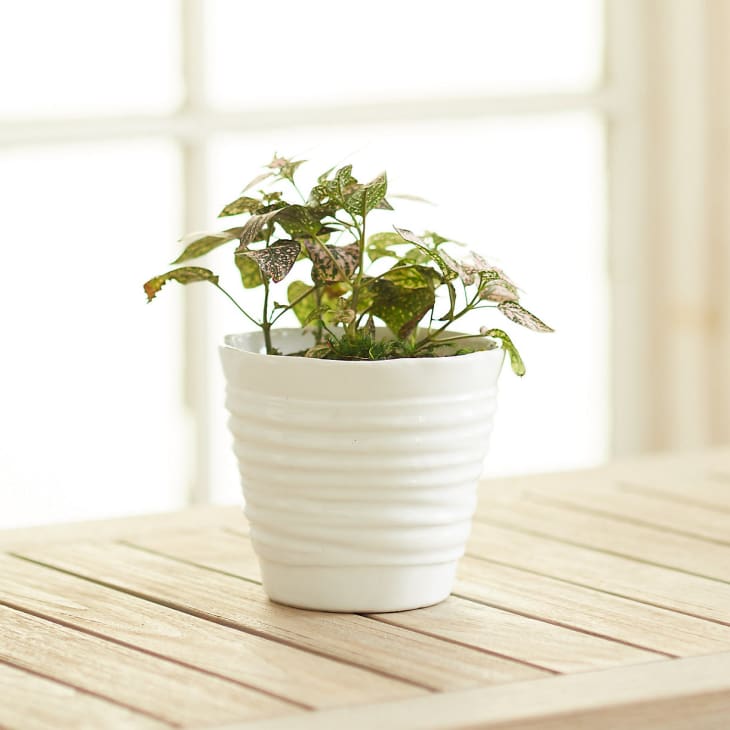 10 Cheap & Stylish Houseplant Pots 2021 Apartment Therapy