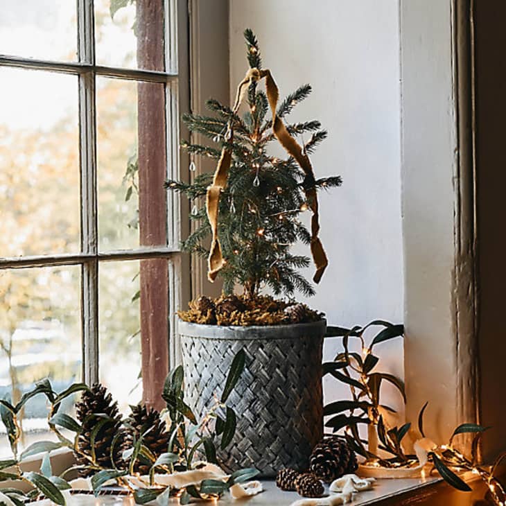 5 Places to Buy Live Christmas Trees Online 2022 Walmart, Home Depot