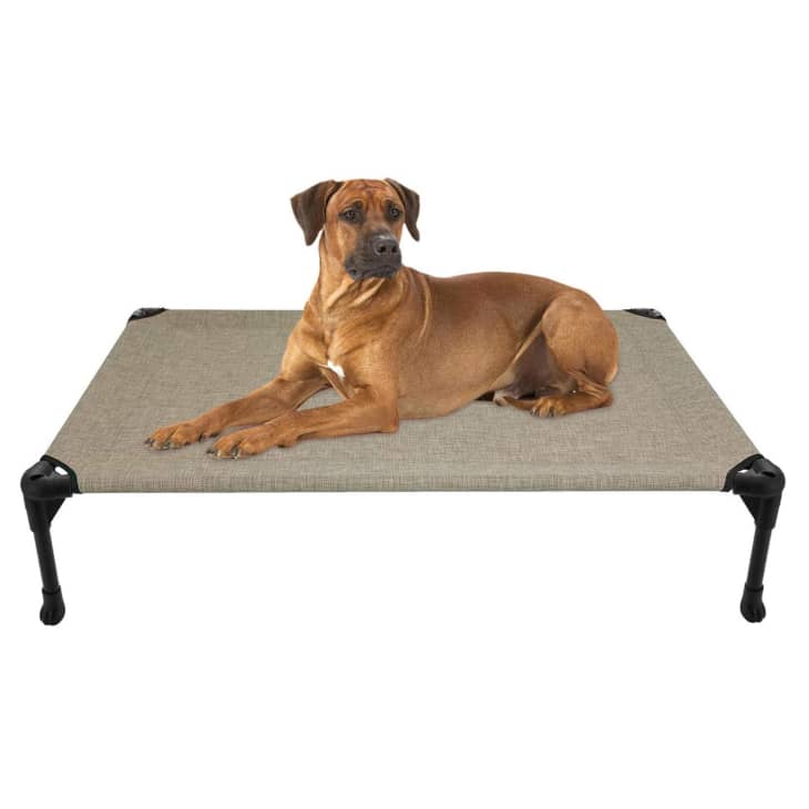 9 Best Elevated Dog Beds 2022 Chewproof, Cooling, Stylish Apartment