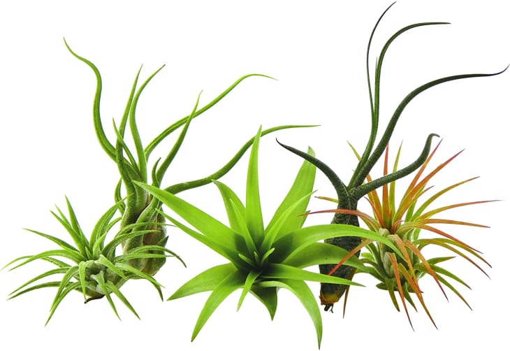 Air Plant Care How to Grow & Maintain Air Plants Apartment Therapy