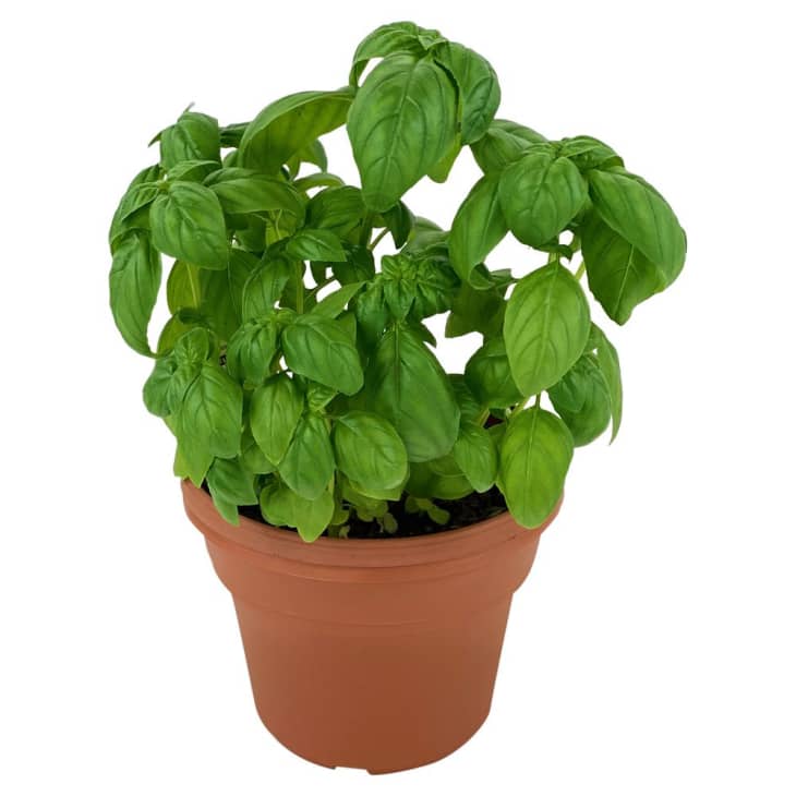 How to Grow Basil in an Indoor Pot or Outdoors Apartment Therapy