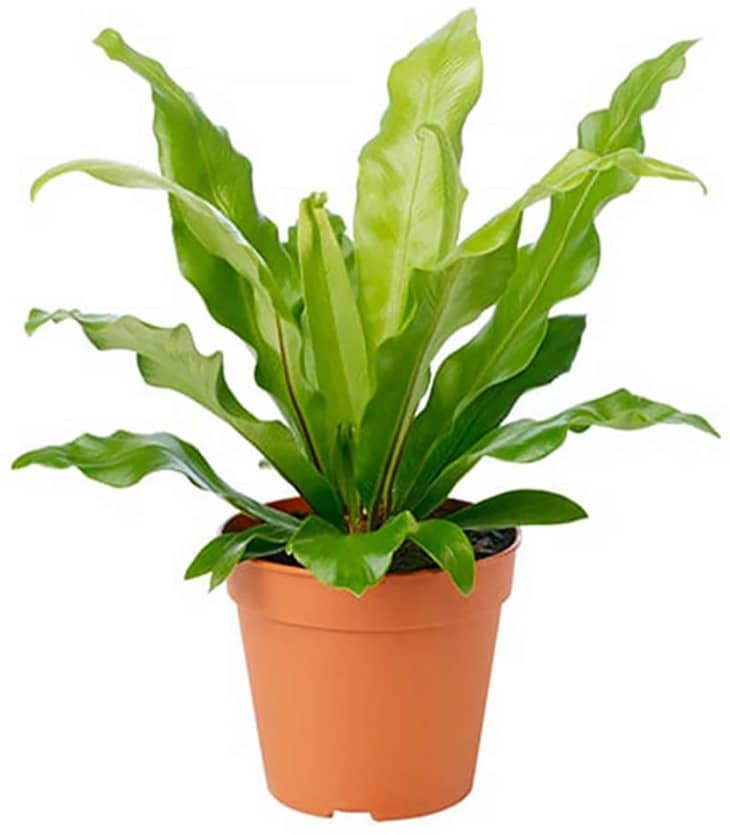 Birds Nest Fern Care How To Grow A Birds Nest Fern Plant Apartment Therapy 