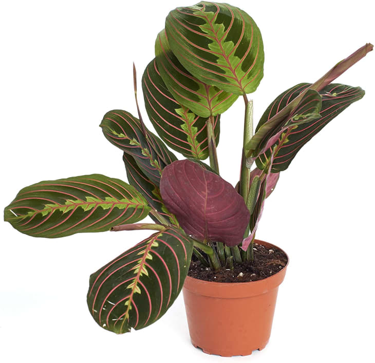 Prayer Plant Care How to Grow Maintain Marantas Apartment