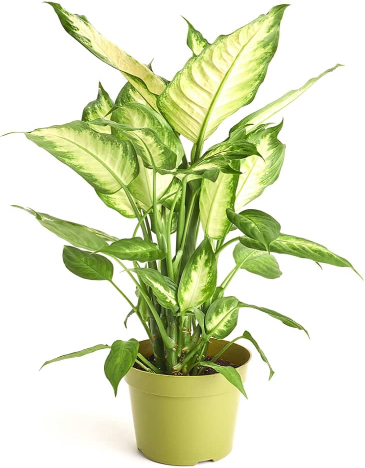 Dieffenbachia Plant Care How to Grow &amp; Maintain Dumb