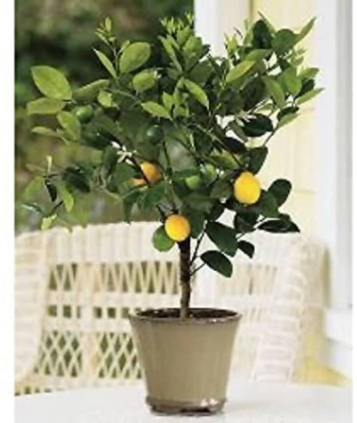 How to Grow Lemon Trees Indoors Apartment Therapy