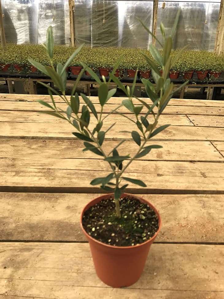 Olive Tree Care How to Grow & Maintain Olive Trees Indoors