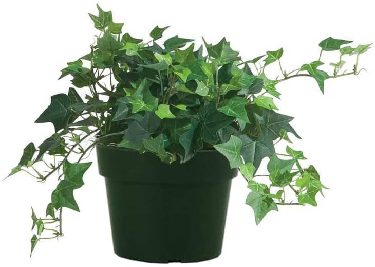 English Ivy Care Plant How to Grow & Maintain English Ivies