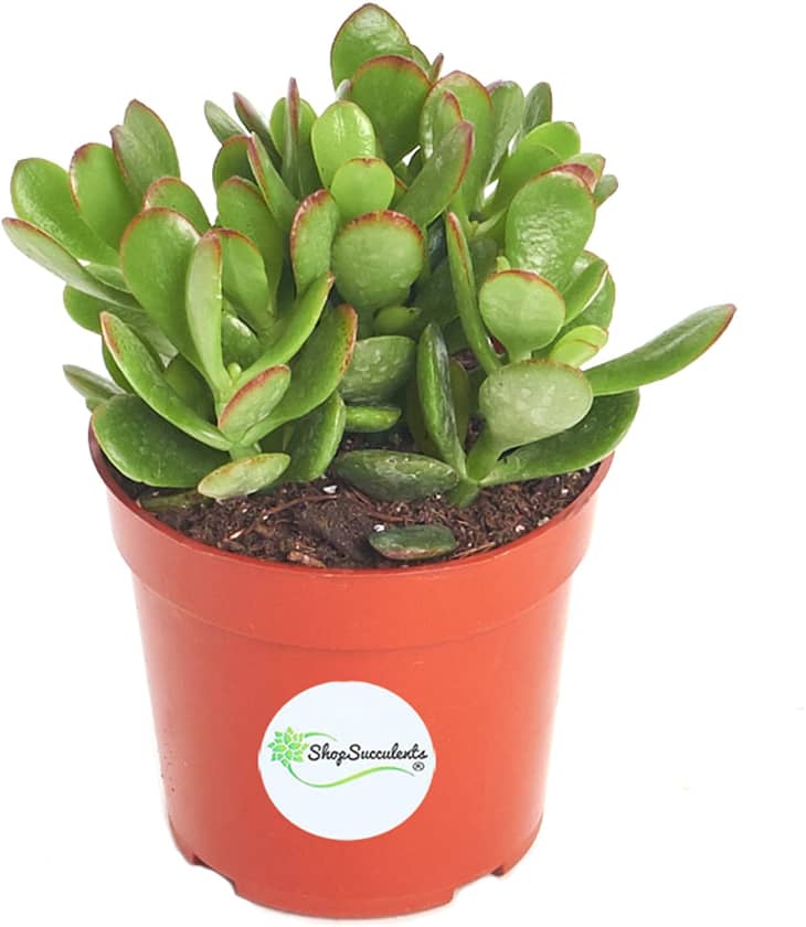 Jade Plant Care How to Grow &amp; Maintain Jade Succulents