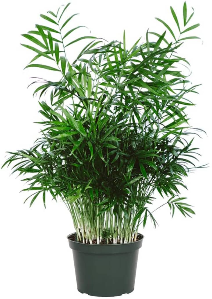 Parlor palm plant care information