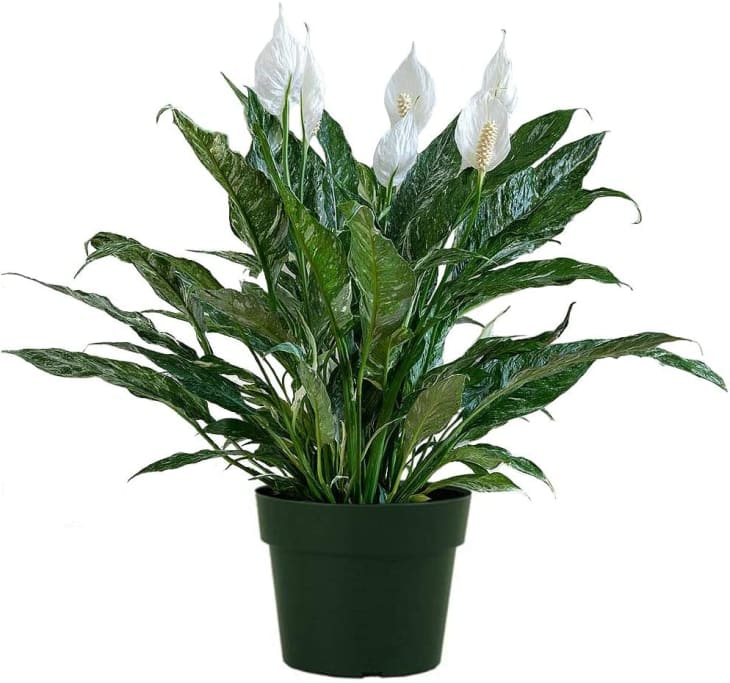 Peace Lily Plant Care How to Grow & Maintain Peace Lilies Apartment