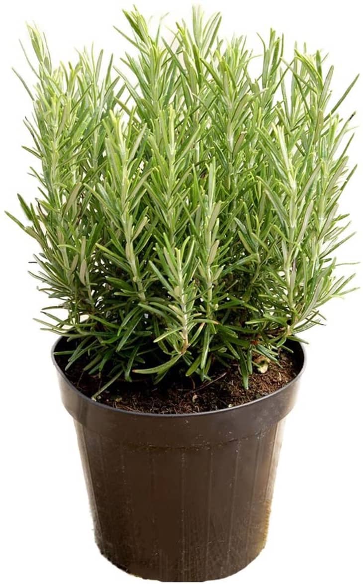 Rosemary in discount pots