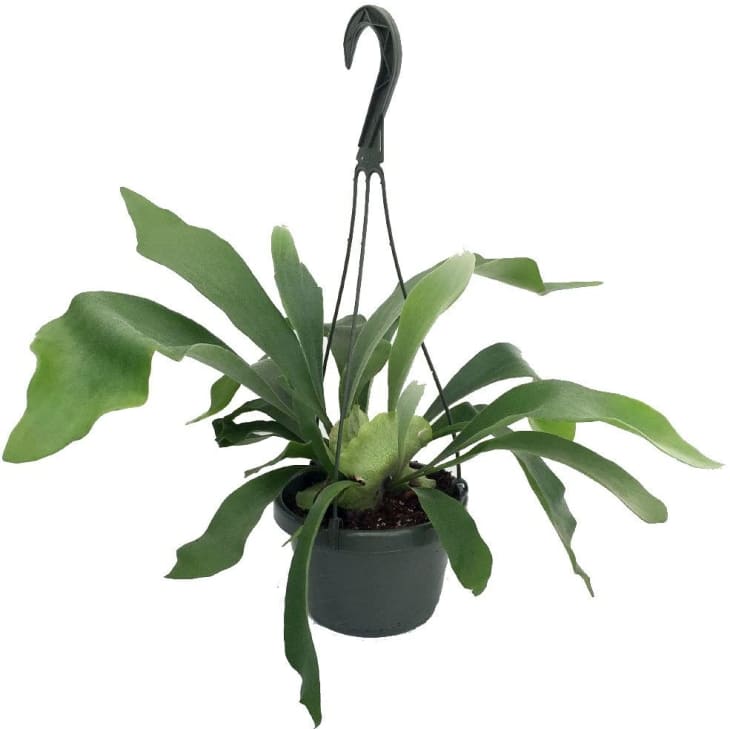 Staghorn Fern Care How to Grow & Maintain Staghorn Ferns Apartment