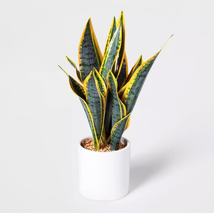 The Best Fake Snake Plant With Comparison Photos Apartment Therapy