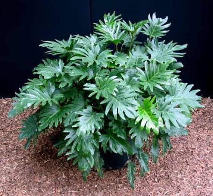 Xanadu Plant Care Philodendron Xanadu Plant Care Apartment Therapy