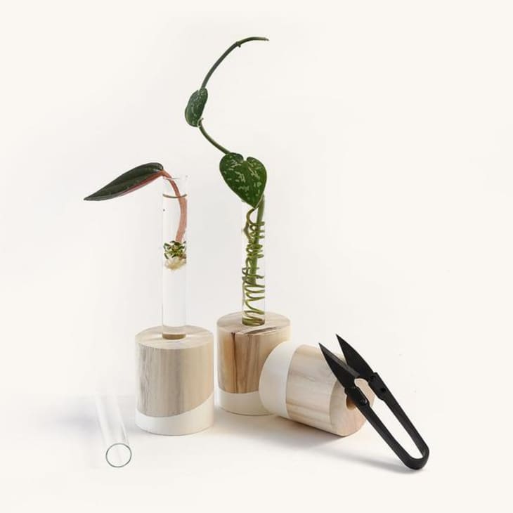 Horti Minimal Cuttings Vase propagation station