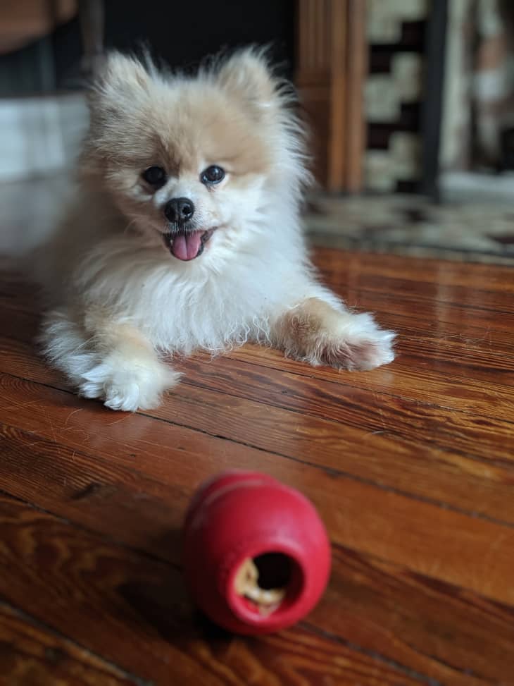 dogs and peanut butter