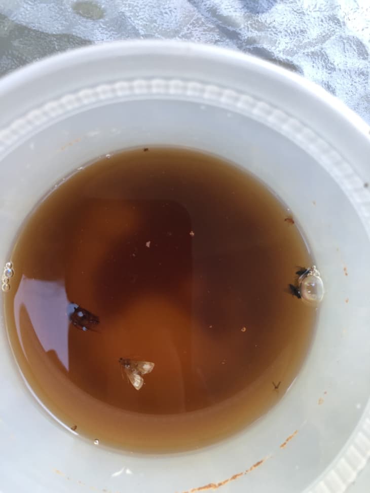 fly trap mixture in white bowl