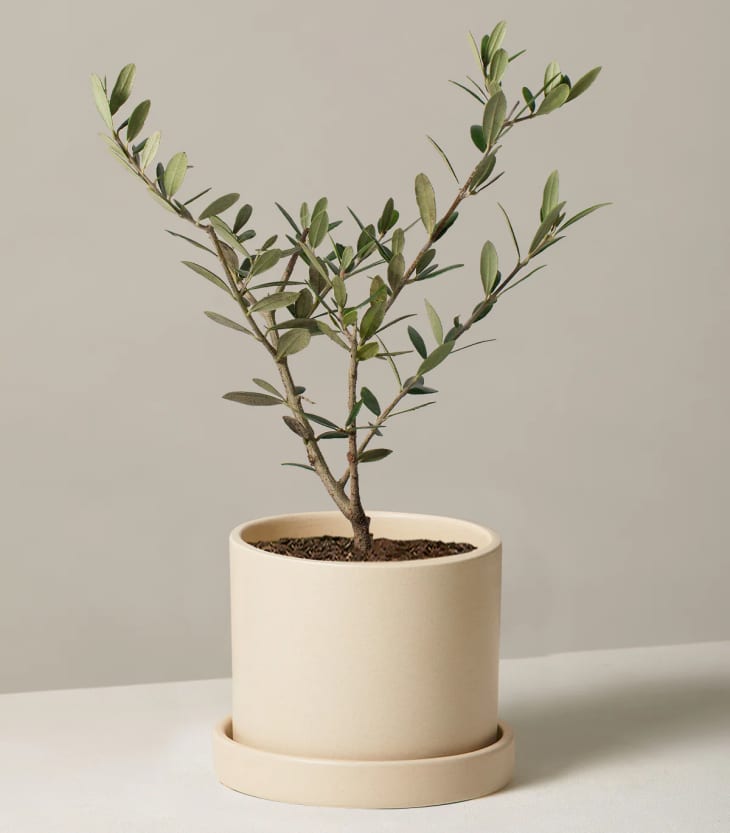 Olive Tree at The Sill
