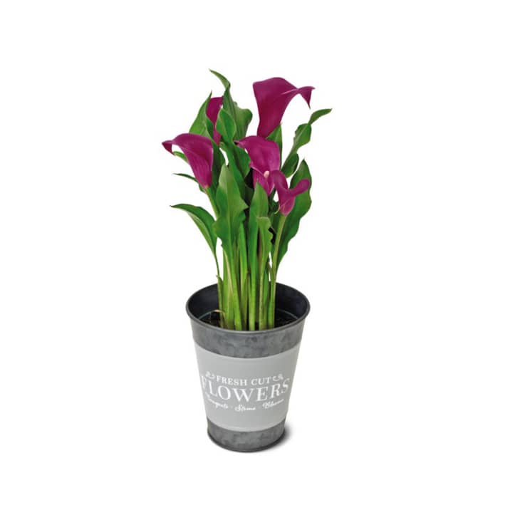 Product photo of Aldi Calla Lily in Can on white background