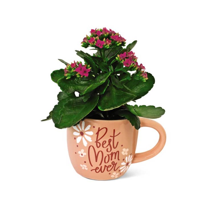 large succulent pots Large Succulent With Ceramic Vase  Cactus  Wood Trio Planter  Plant   MAWXO.COM