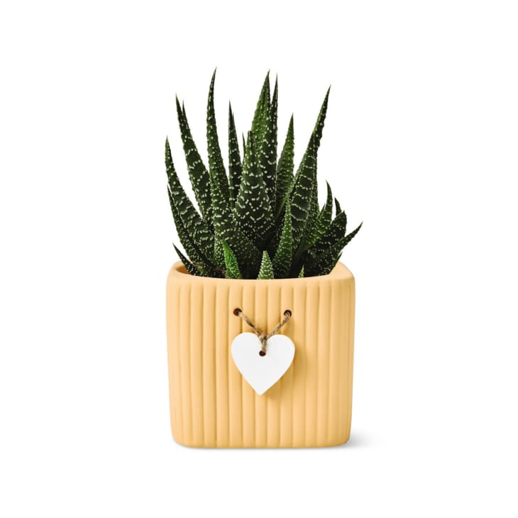 Product photo of Aldi Mother's Day Succulent on white background