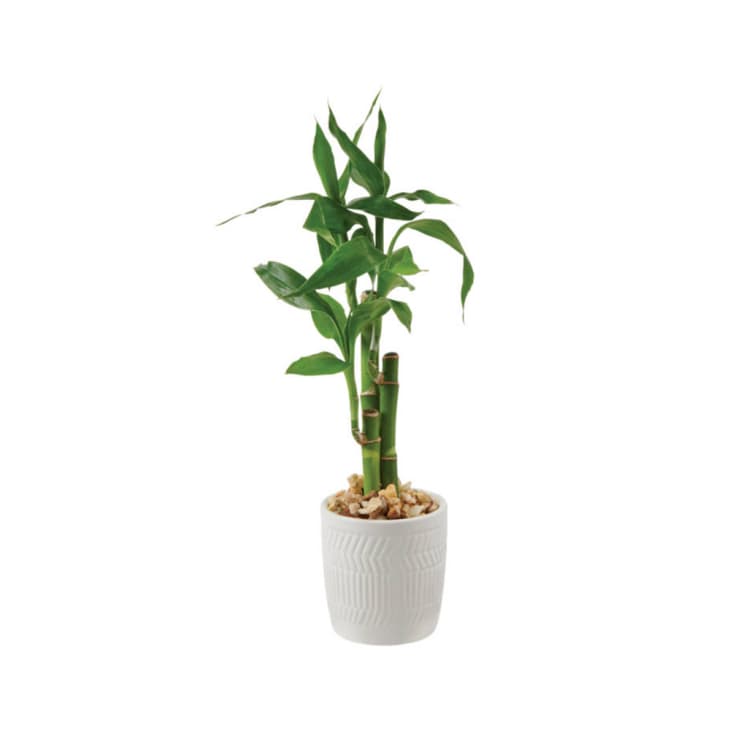 2.5 Inch Lucky Bamboo plant from Aldi