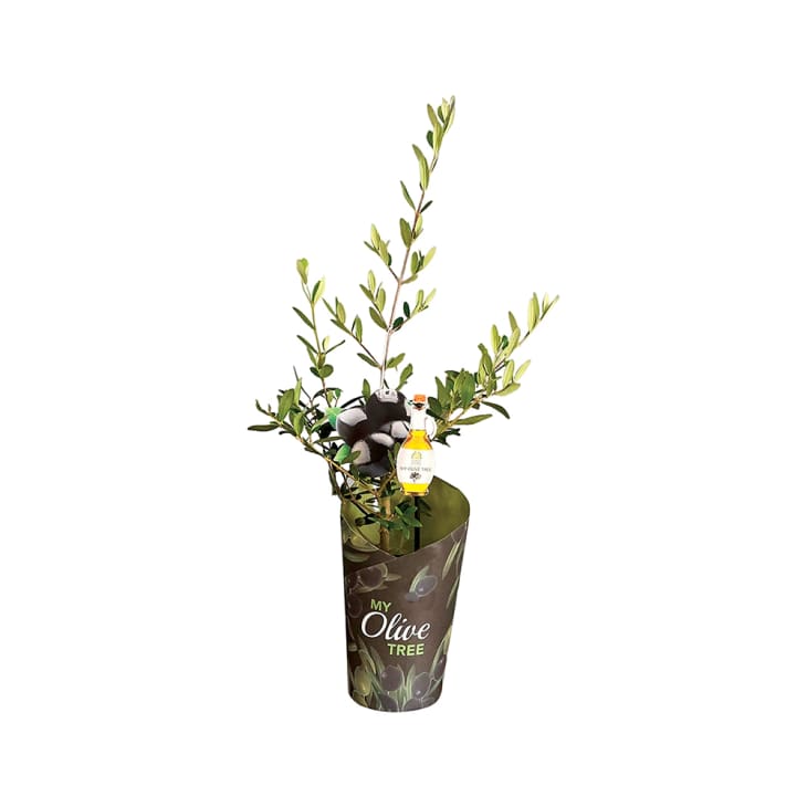 5-Inch Olive Tree plant from Aldi