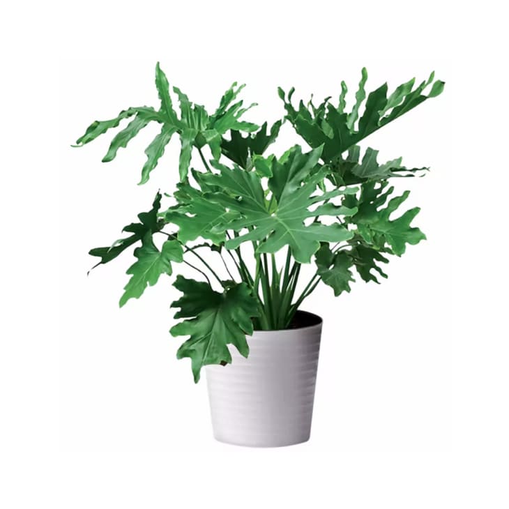 10" Foliage Philodendron plant from Aldi