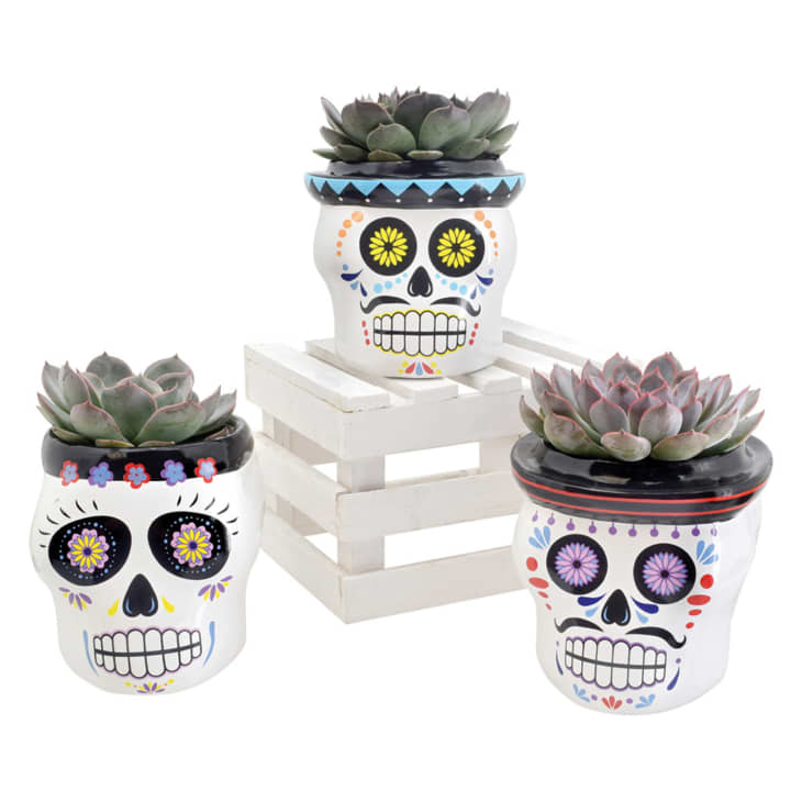 10 New Aldi Gems Hitting Stores This October | The Kitchn