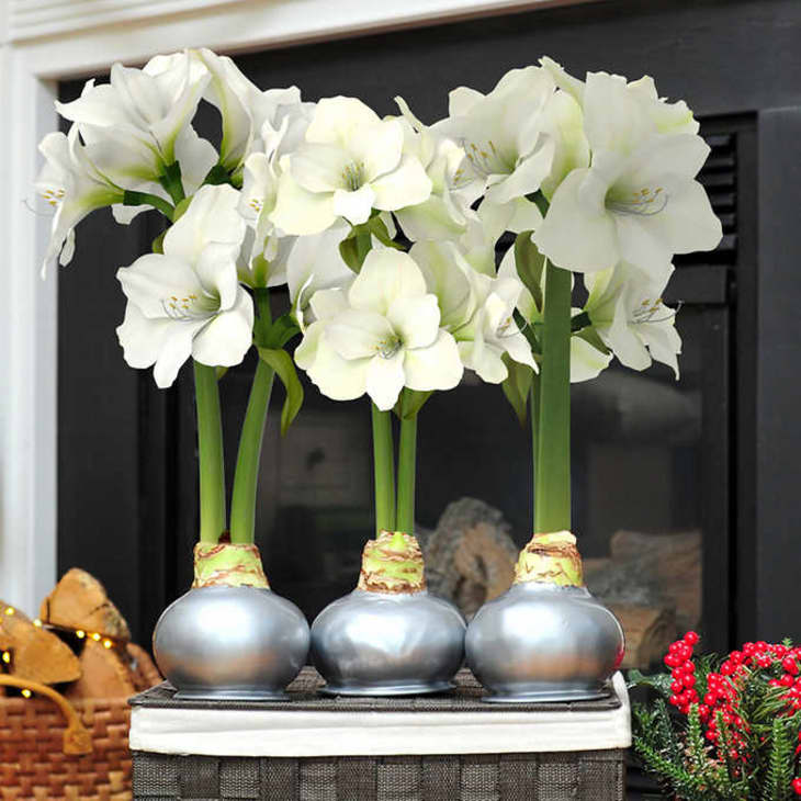 Product Image: Bloomaker Waxed Amaryllis Bulbs, 3-count