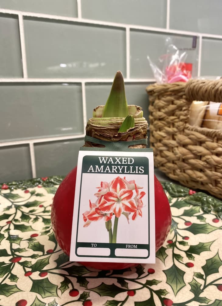 A waxed amaryllis on a counter.