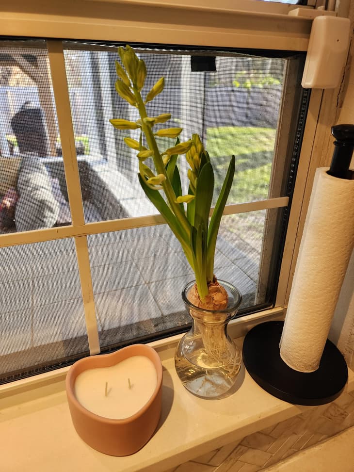 Hyacinth bulb from Aldi in vase