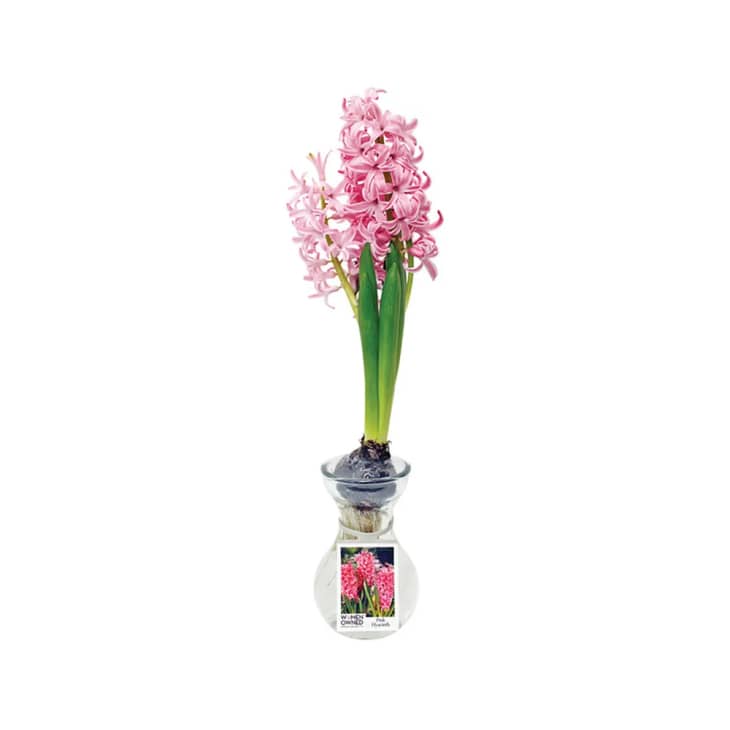 Hyacinth in Glass Vase at Instacart