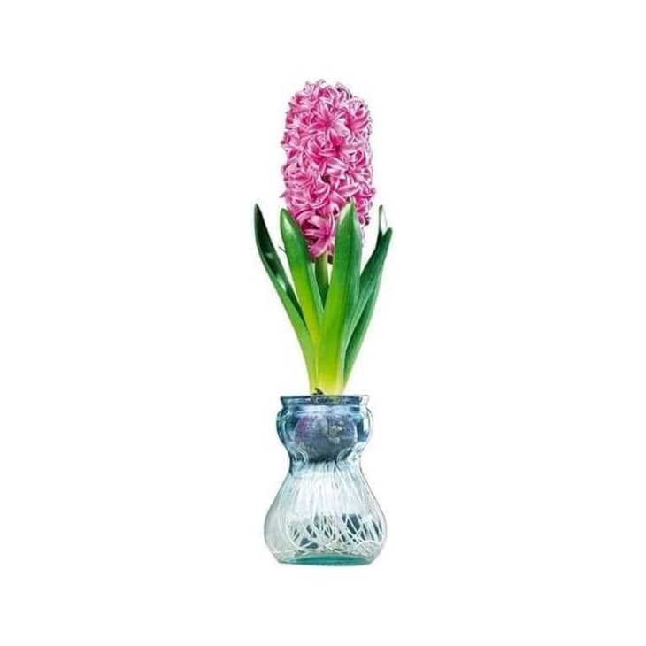 CZ Grain Hyacinth Bulb and Forcing Vase at Amazon