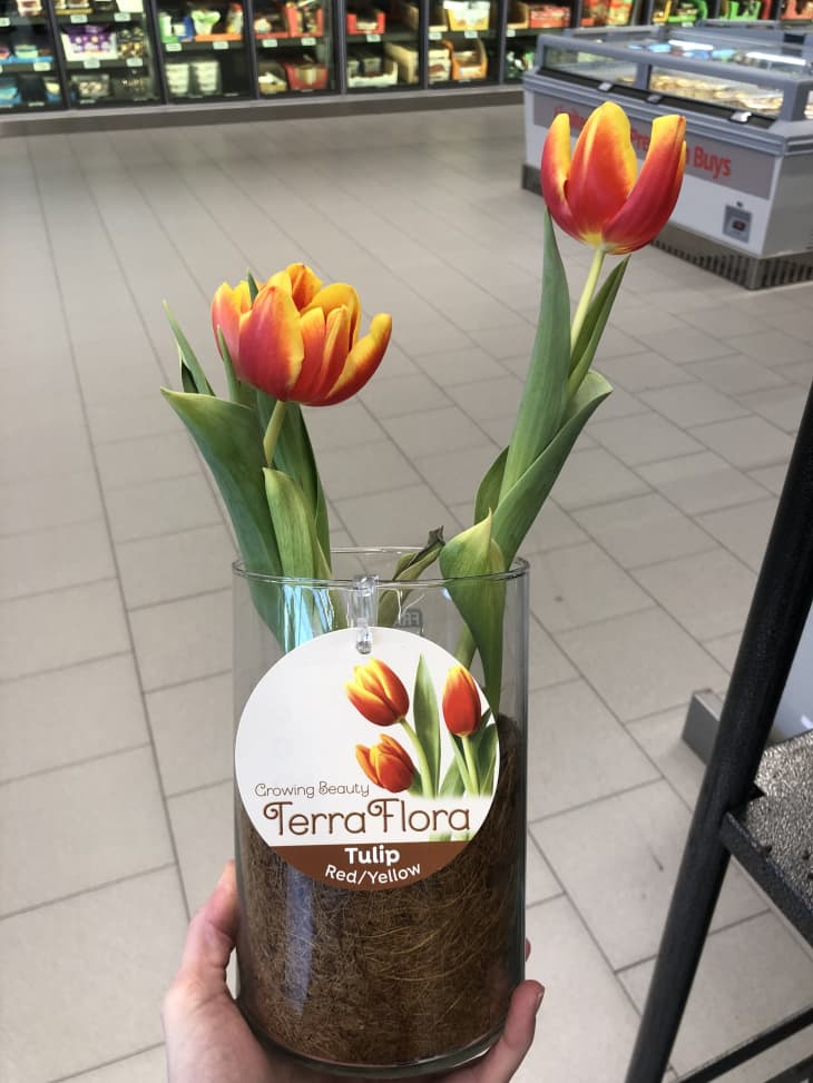 Tulip in a vase.