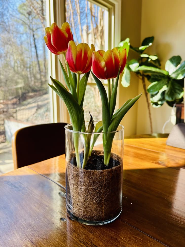 Tulip in a vase.