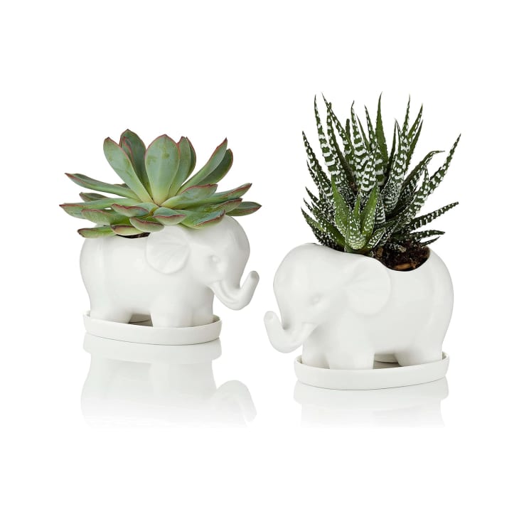 Set of 2 Ceramic Elephant Succulent Planter Pots with Saucers at Amazon