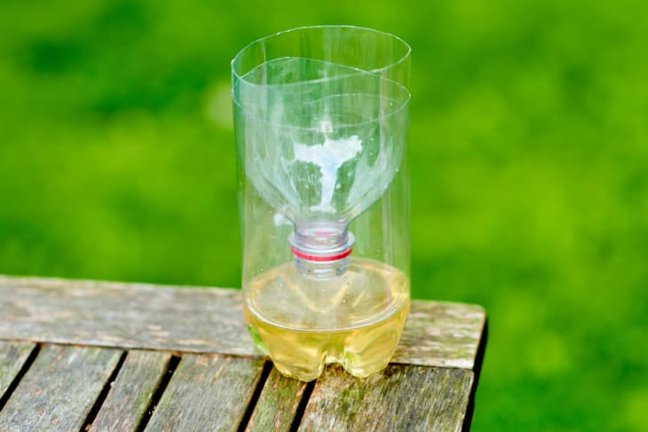 DIY bee trap made out of a plastic bottle and sugar water