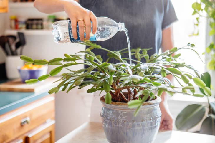 watering a potted plant with club soda
