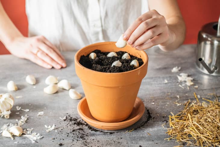 Garlic cloves being placed in flower pot.