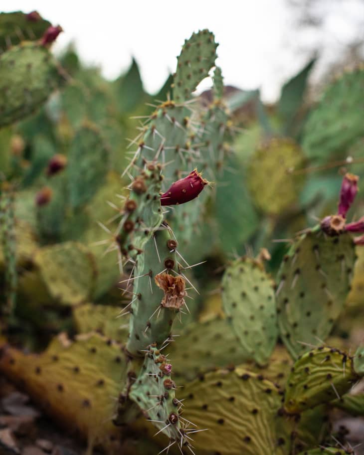 Closeup of prickly pear cactus