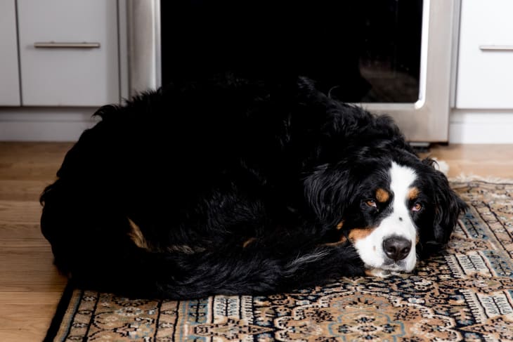 Dog relaxing on rug.