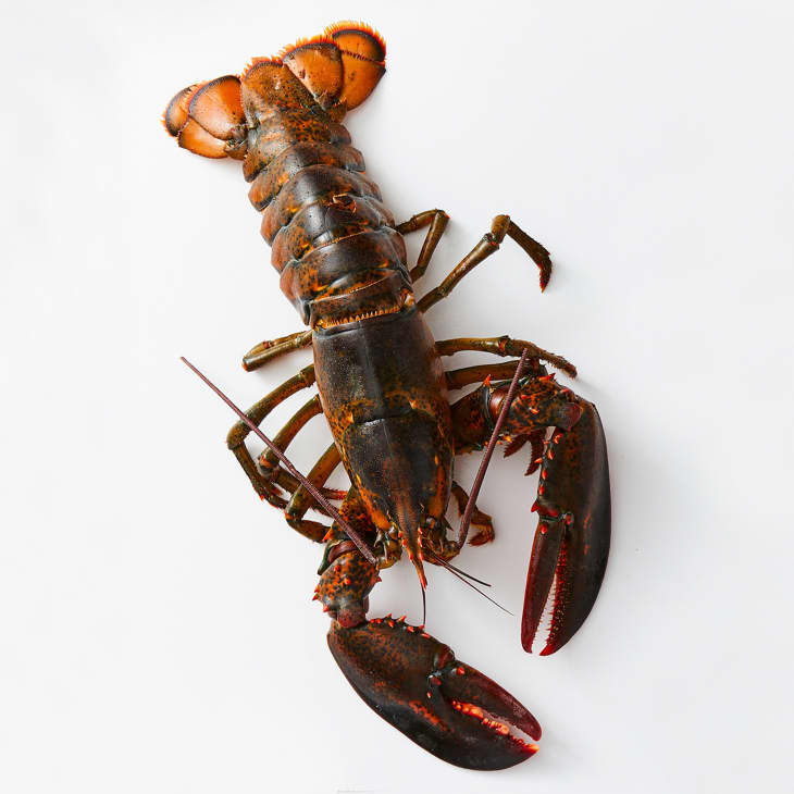 A lobster on a white surface